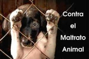 Adra es otro de los municipios que se suma a la protección de los animales.