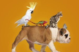 Imagen web de La Voz de las Mascotas de La Voz de Almería