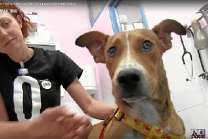 El perro Naif, atendido en la clínica veterinaria a la que le llevaron tras rescatarlo.
