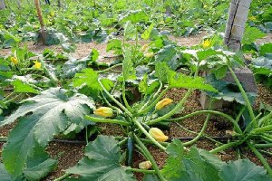 Las ventas de calabacín han crecido un 57 por ciento