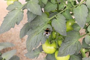 La lucha biológica se ha generalizado en el campo almeriense.