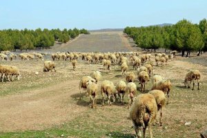 Un rebaño pastando en un cortafuegos