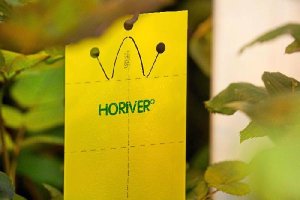 Placa adhesiva Horiver de Koppert
