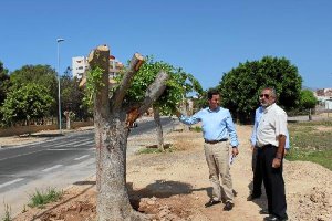 Acalde  y concejal junto a uno de los ejemplares transplantados y por el carril bici.