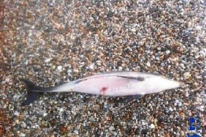 Uno de los delfines que aparecieron muertos estos días en la costa almeriense.
