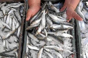 La sardine escasea estos días en los mercados