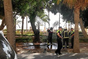 El humo salía por el tronco del árbol y se avivó el fuego de manera muy rápida. Policía Local y bomberos actuaron.