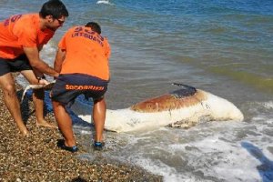 El calderón es sacado del agua.