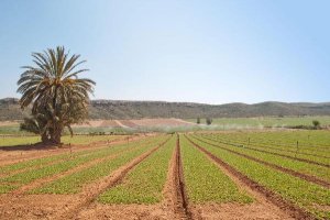 Campos de lechugas en Cuevas del Almanzora
