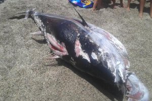 Ejemplar hallado en las aguas de la playa de Las Palmerillas.