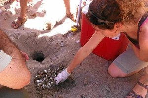 Huevos depositados por una toruga boba en la playa. 
