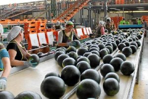 La sandía ha perdido el 50 por ciento de su valor