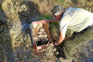 Suelta de ejemplares de tortuga mora realizada hace unas semanas por agentes de Medio Ambiente.