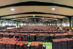 El tomate es el primero de los productos hortofrutícolas exportado por las empresas almerienses.