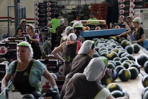 Trabajadoras del manipulado de Agrupaejido.
