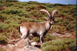 La cabra montés es una especie endémica de la península Ibérica.