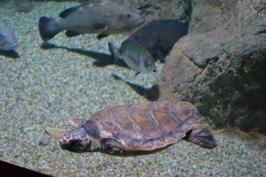 A la tortuga le falta la pata delantera izquierda.