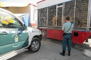 Un agente del Seprona ante las jaulas de los leones