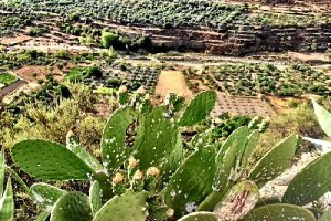 Chumberas del término municipal afectadas por la cochinilla. 