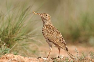 Este ave no es muy viajera y gusta esconderse del ojo humano