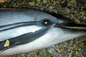 Cabeza del aninal encontrado muerto en Costacabana.