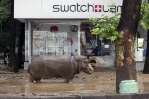 Un hipopótamo, por las calles de Tbilisi.
