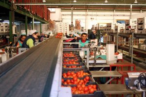 Los tipos rama, larga vida, y pera obtienen cotizaciones medias próximas o superiores a 0,45€/kg