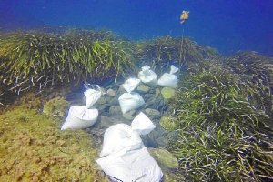 Zona en la que se ensaya el método de sombreado para que muera el alga invasora (Foto de Diego Moreno).