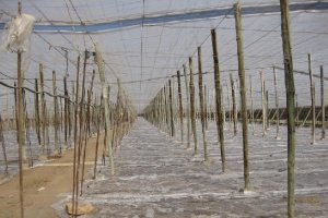 Invernadero enarenado con el plástico de desinfección puesto para la solarización.
