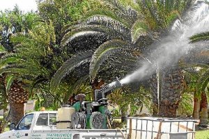 Fumigación de árboles en El Ejido. 
