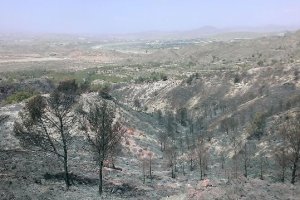 La zona arrasada por el fuego
