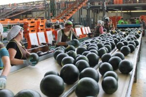 Las previsiones apuntan a un volumen de unos 6 millones de kilos.