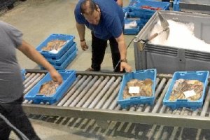 Capturas de pulpo en la lonja de Almería esta semana