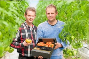 Los hermanos holandeses Kass y Jacob Van de Belt, en  su plantación de tomate Raf
