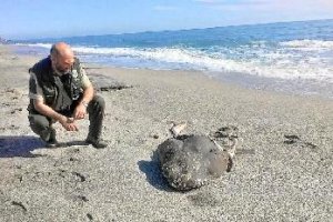 Un agente de Medio Ambinete, junto a la cabeza del escualo en la Almadraba de Monteleva.