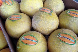 Melón galia de Agrupaejido.