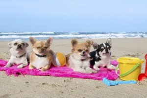 La playa canina está muy cerca de ser una realidad.