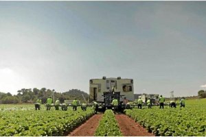 Cultivos de verduras de la empresa Agromediterránea