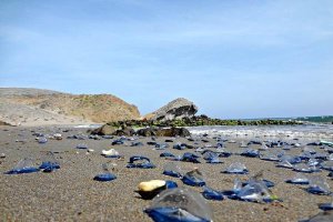 Aspecto de la playa de Mónsul llena demedusas velero en la tarde de ayer.