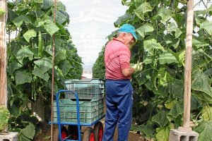 La agricultura es el principal motor económico almeriense