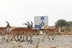 Cabras en las inmediaciones de la A7