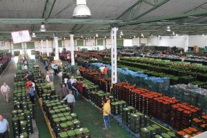 Nave de subasta de Agroponiente.