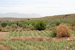 Plantación de Aloe Vera en El Alquián