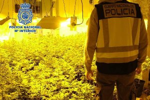 Plantación de marihuana en un piso de la capital.