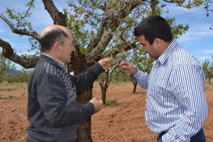 Situación grave de los almendros en Los Vélez.