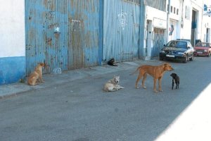 Los perros abandonados pueden ser un peligro para los vecinos y para el tráfico.