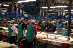 Manipulado de tomate en CASI.