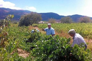 Los viticultores perdieron casi toda la cosecha de 2014.