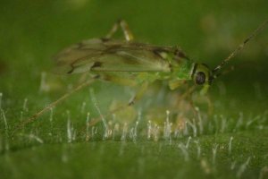 Nesidiocoris comiendo Bemisia Tabaci.