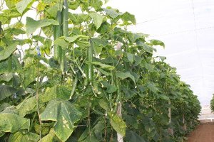 Cultivo de pepino.
